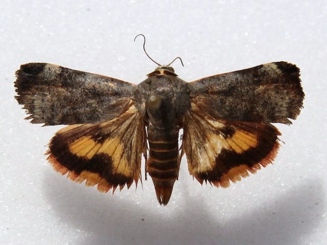 Hyblaea puera